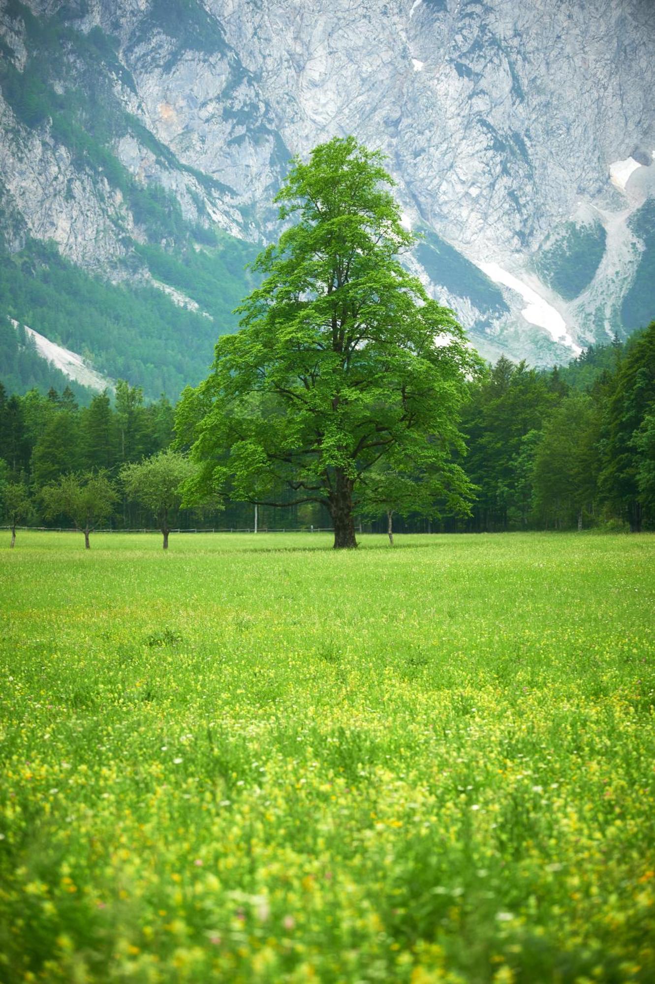 Hotel Plesnik Logarska Dolina Solčava Exterior foto